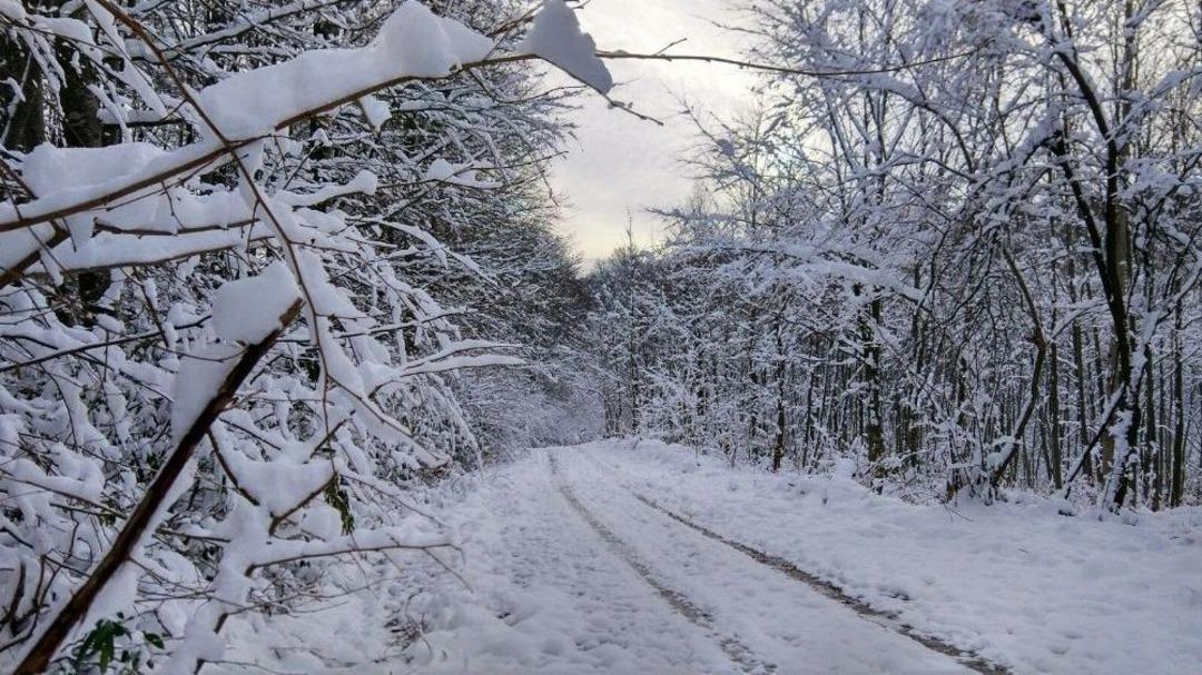 (&ouml;zel Haber) Longoz Ormanları&rsquo;ndan Kartpostallık G&ouml;r&uuml;nt&uuml;ler