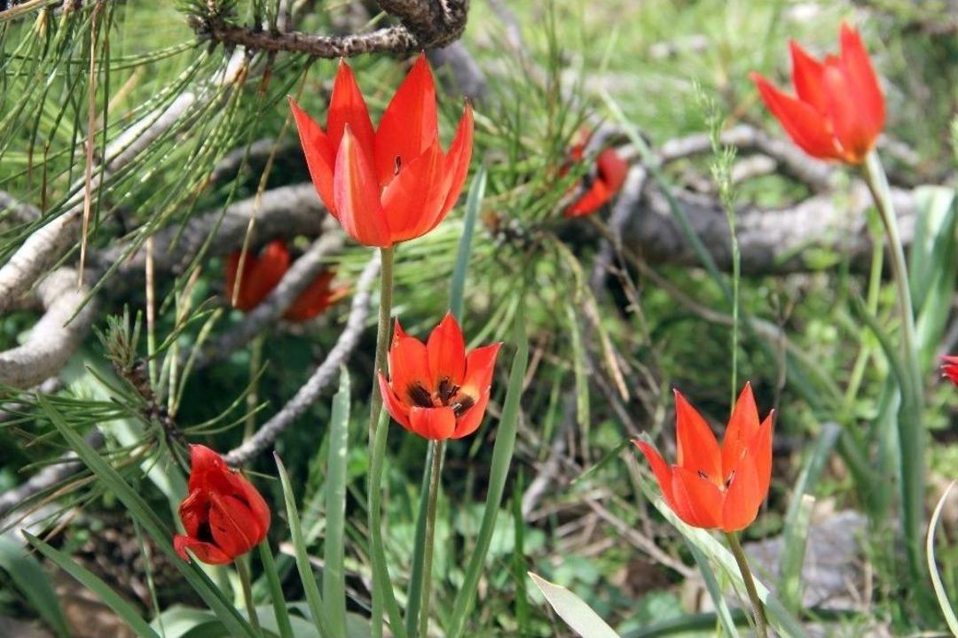 Bu &Ccedil;i&ccedil;eği Koparan Yandı: Cezası 48 Bin Tl