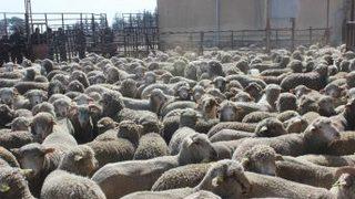 Bin 295 Baş Küçükbaş Koyun Dağıtıldı