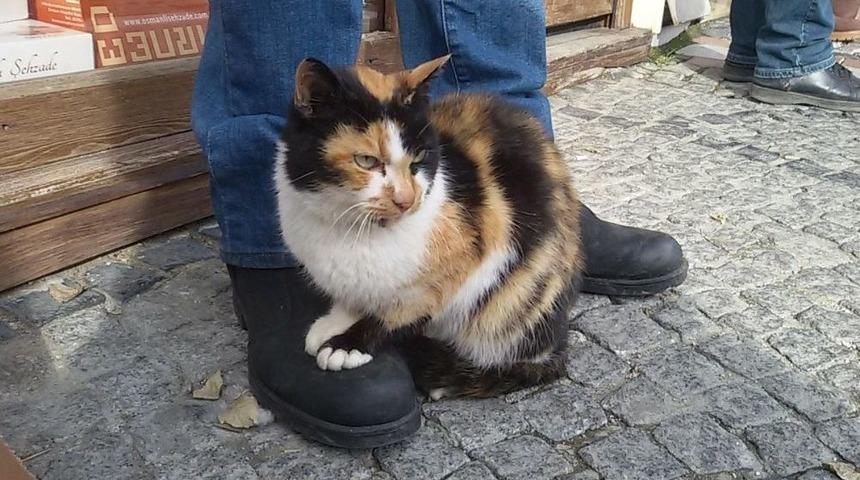 Süslü’nün Keyfine Diyecek Yok