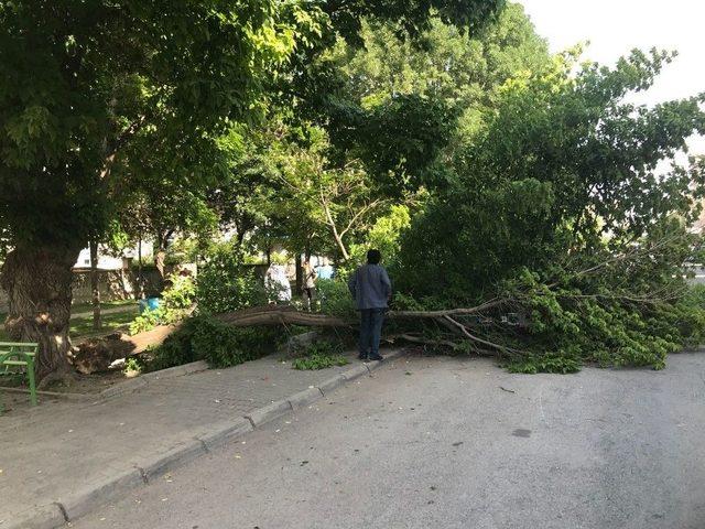 Ağacın Dalları Lüks Aracın Üzerine Devrildi