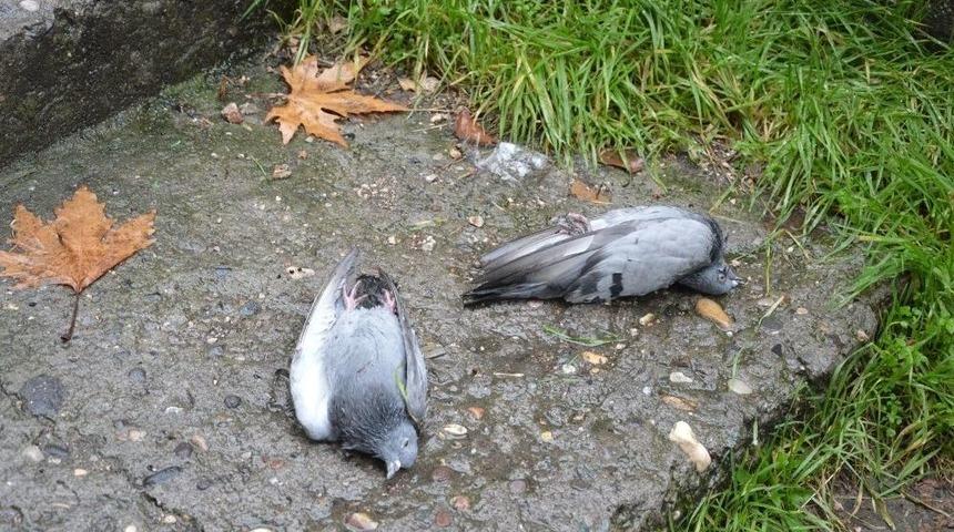 Niksar&rsquo;da Ş&uuml;pheli Kuş &Ouml;l&uuml;mleri