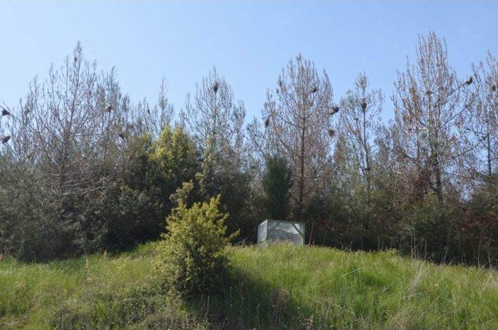 Terminatör Böcekler Doğaya Salındı G1