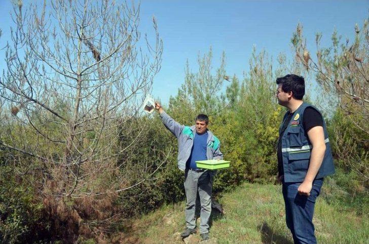 Terminatör Böcekler Doğaya Salındı G2