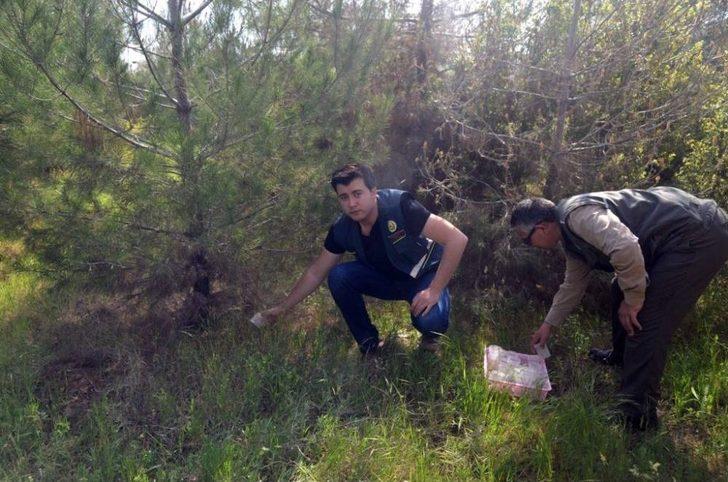 Terminatör Böcekler Doğaya Salındı G3