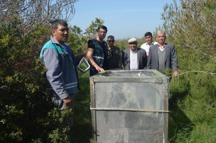 Terminatör Böcekler Doğaya Salındı G4