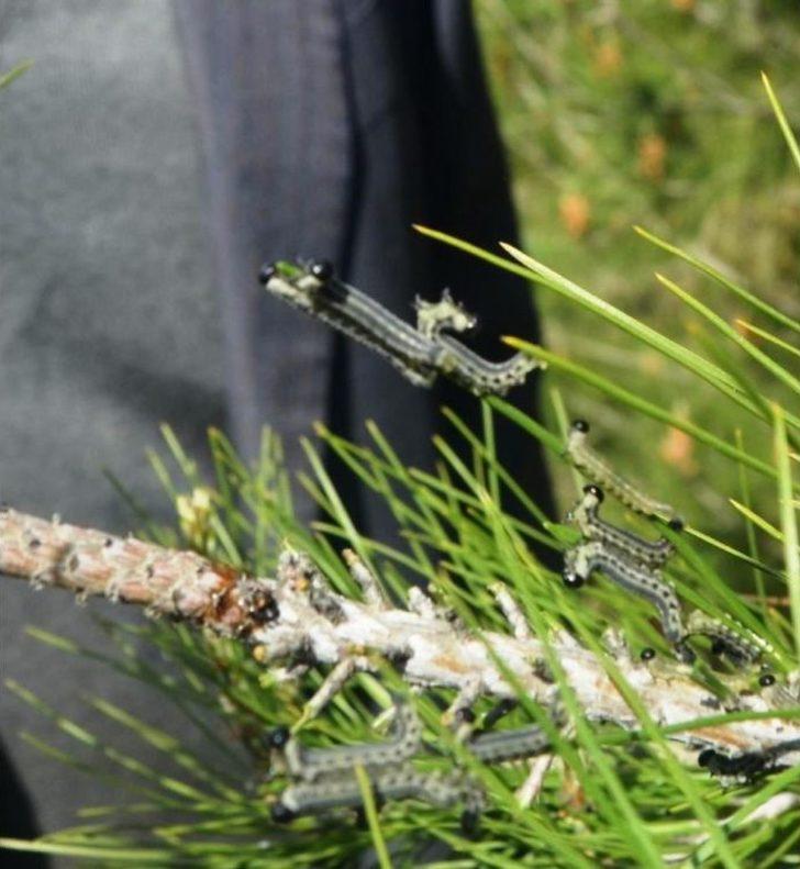 Terminatör Böcekler Doğaya Salındı G5