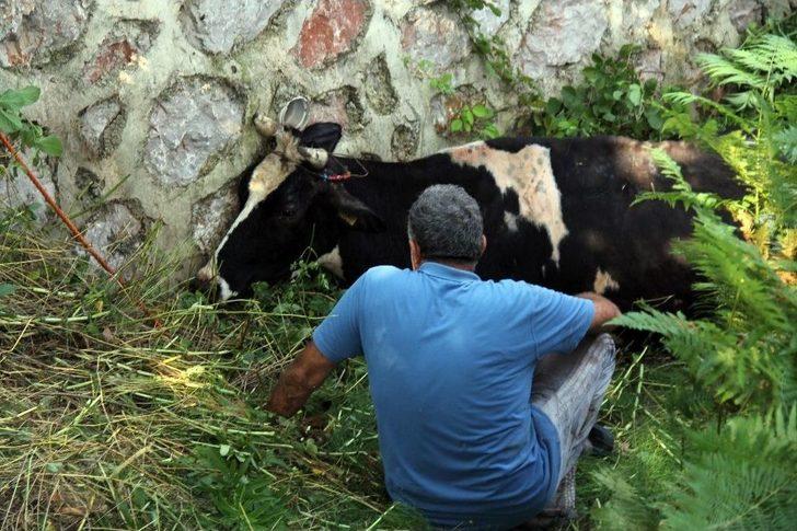 (özel) Dereye Düşen İnek, İtfaiyeyi Seferber Etti G1