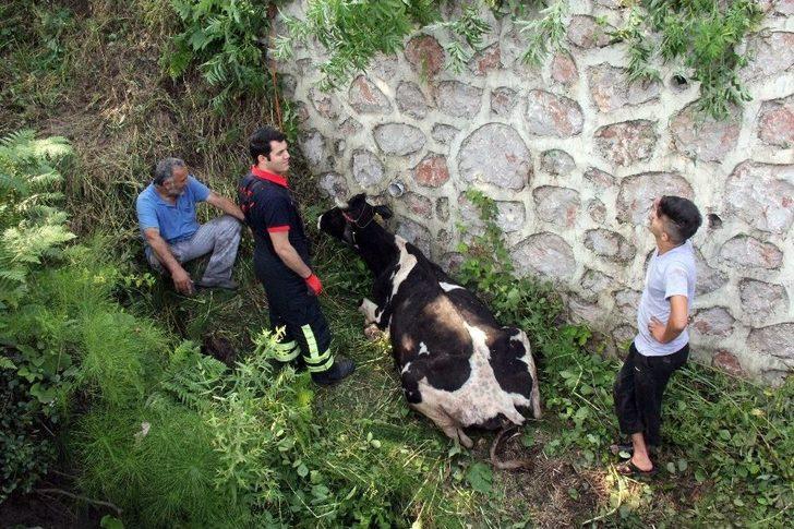(özel) Dereye Düşen İnek, İtfaiyeyi Seferber Etti G2