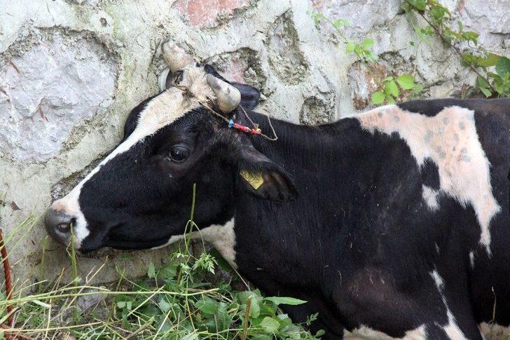 (özel) Dereye Düşen İnek, İtfaiyeyi Seferber Etti G3