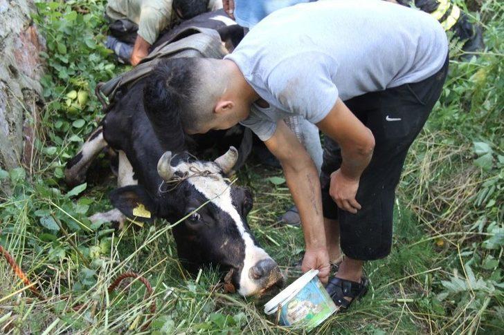 (özel) Dereye Düşen İnek, İtfaiyeyi Seferber Etti G4