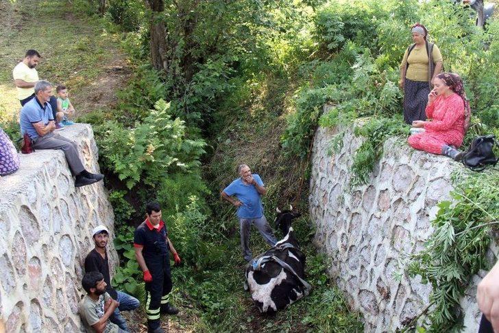 (özel) Dereye Düşen İnek, İtfaiyeyi Seferber Etti G5