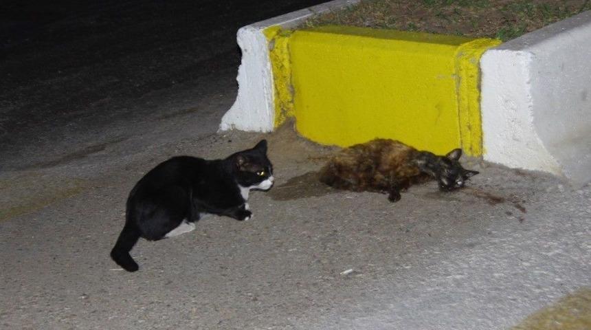 Kedi Nankör Değil Vefalı Çıktı