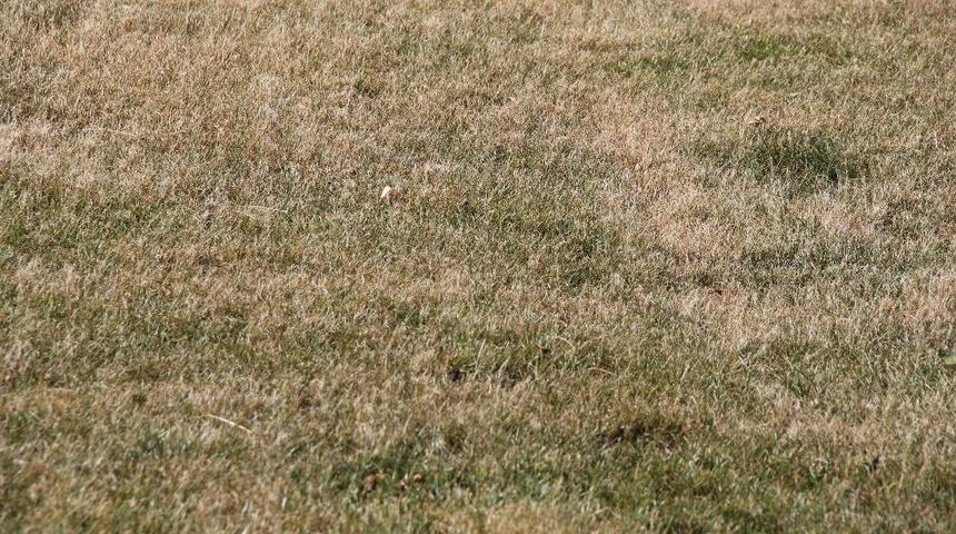 Elazığspor’da Tesislerin Çimleri Kurudu