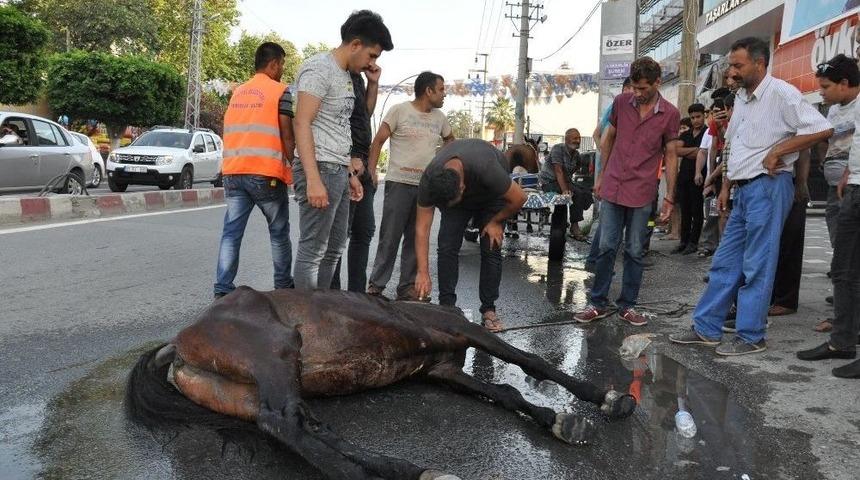 Sıcak Havada Koşmaktan Yorulan At Cadde Ortasında Telef Oldu