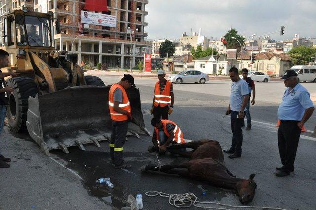 Sıcak Havada Koşmaktan Yorulan At Cadde Ortasında Telef Oldu