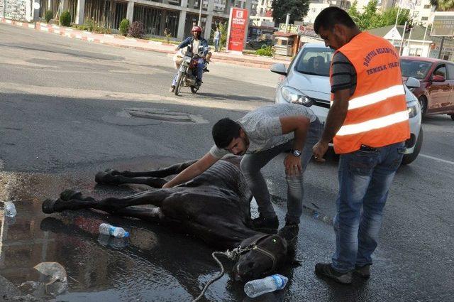 Sıcak Havada Koşmaktan Yorulan At Cadde Ortasında Telef Oldu