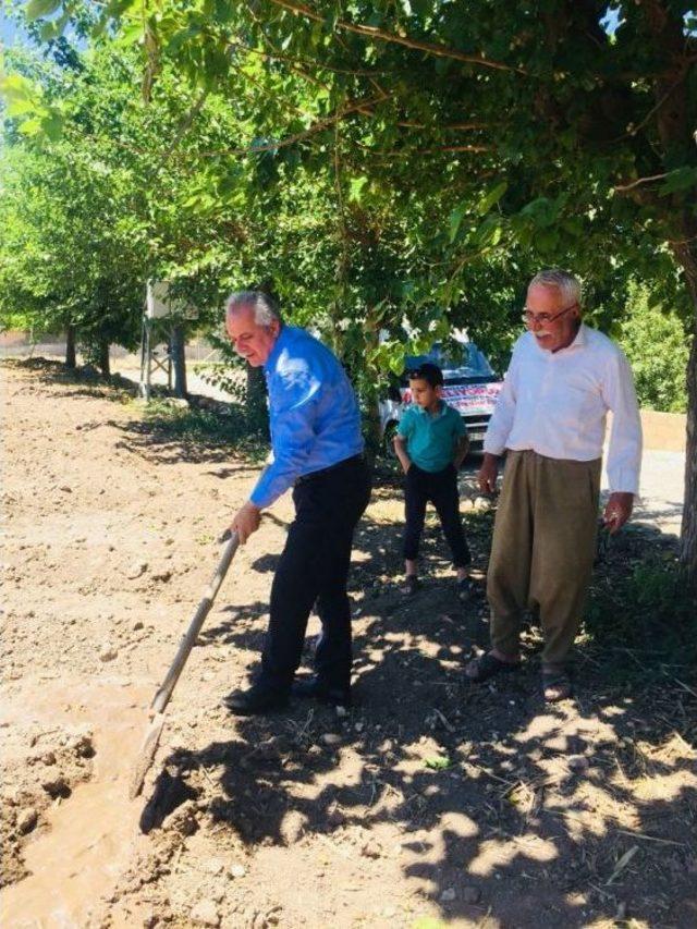 Milletvekili Adayı Çiftçilerle Tütün Dikti