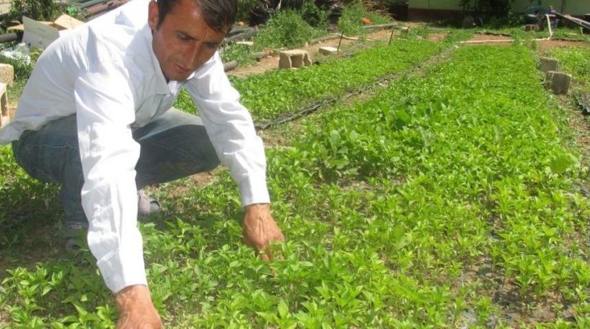 Serada Fide Yetiştirerek Ailesini Ge&ccedil;indiriyor