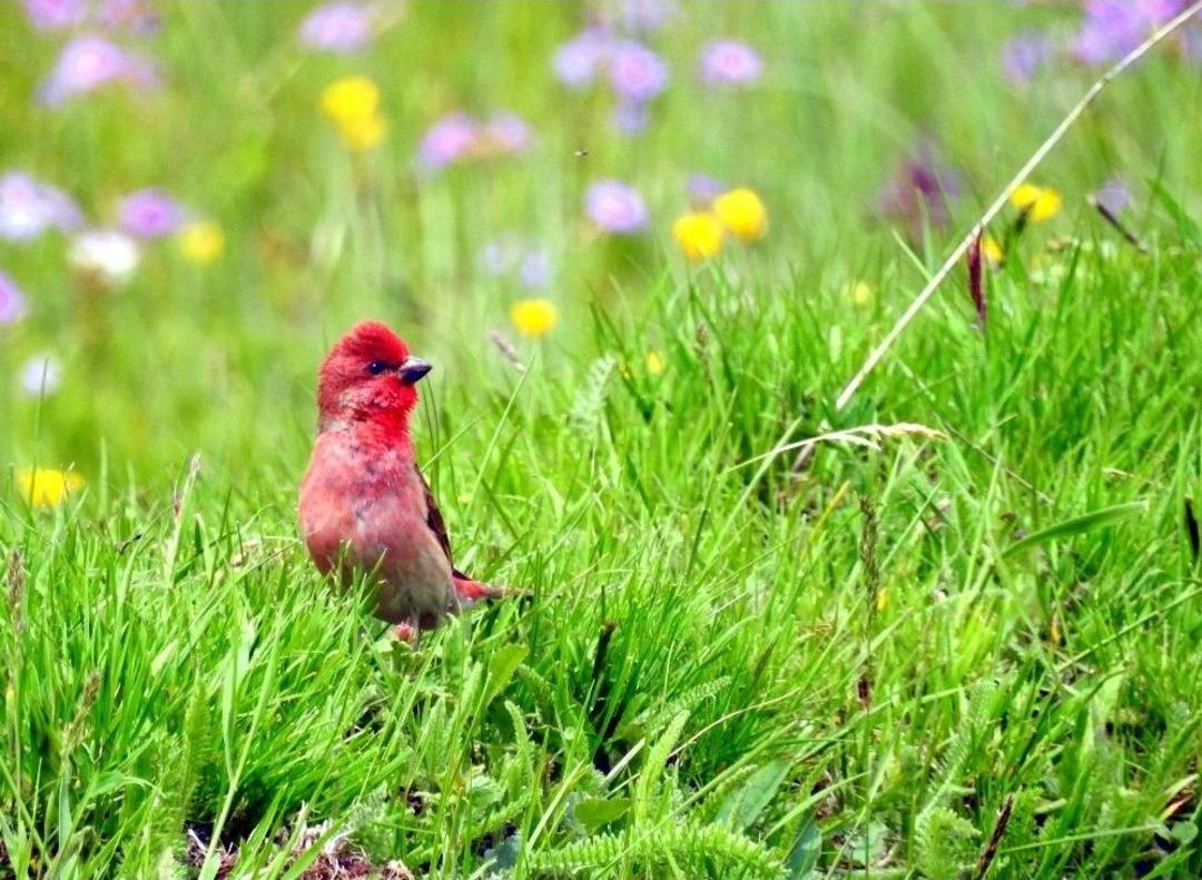 Ardahan&rsquo;da 90 Kuş T&uuml;r&uuml;ne Rastlandı