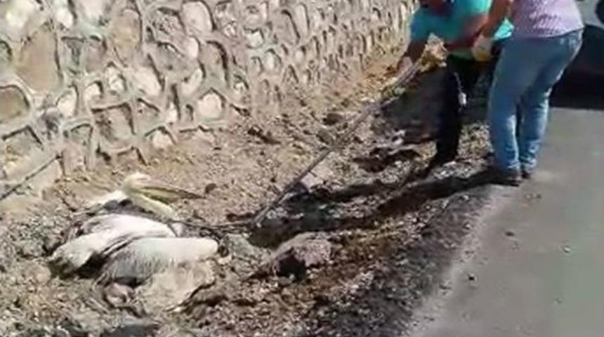 Yaralı Pelikana Şefkat Eli