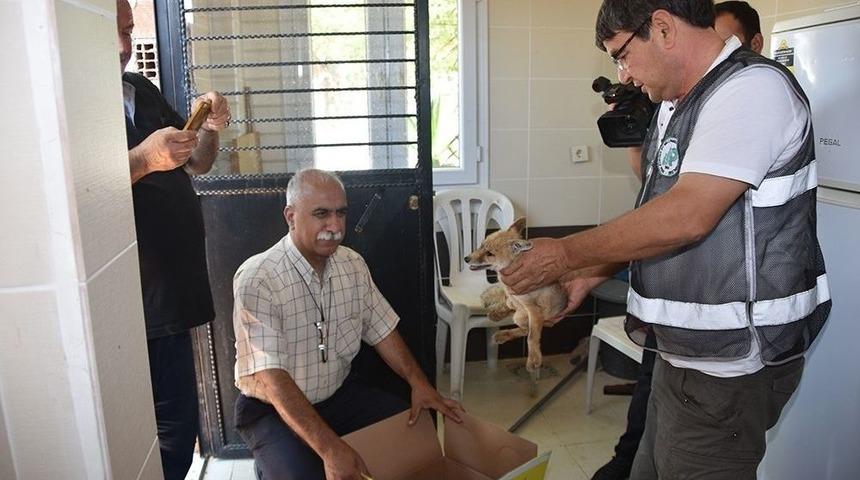 &Ouml;lmek &Uuml;zere Bulunan Yavru Tilkiye Belediye Sahip &Ccedil;ıktı