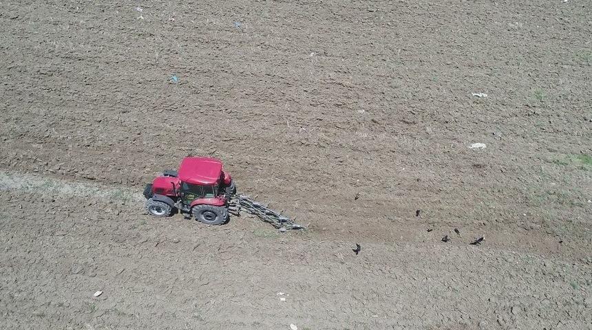 Uyanık Kargalar Hazıra Kondu