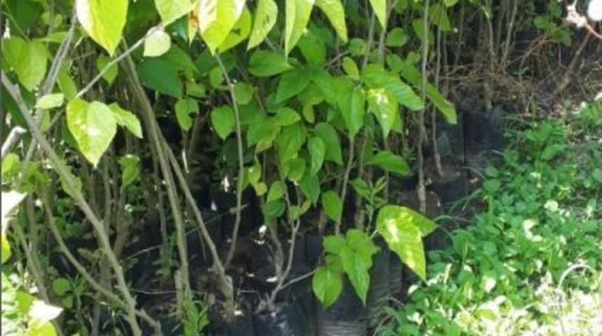 Burhaniye&rsquo;de Karadut Projesine İlgi B&uuml;y&uuml;k