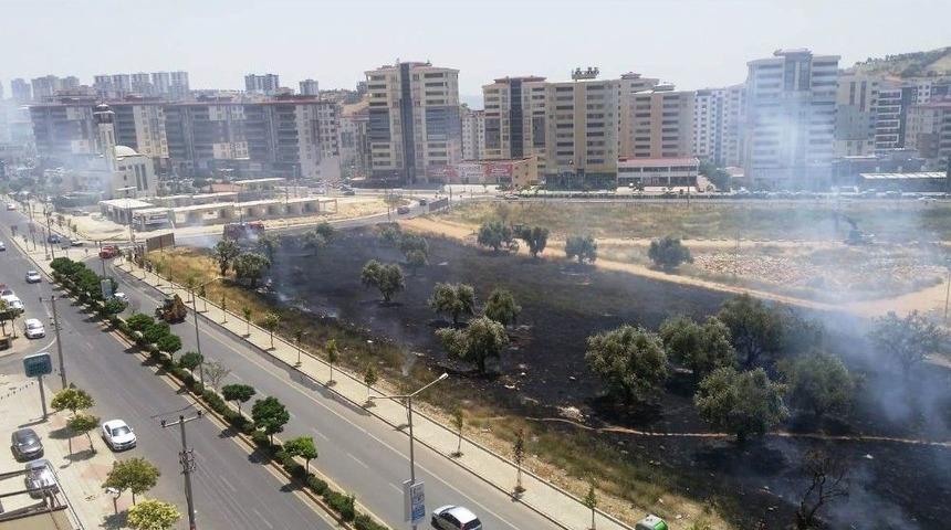 &Ccedil;ocukların Kibritle Oyunu Zeytin Ağa&ccedil;larını Yaktı