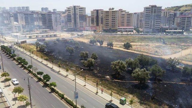 Çocukların Kibritle Oyunu Zeytin Ağaçlarını Yaktı