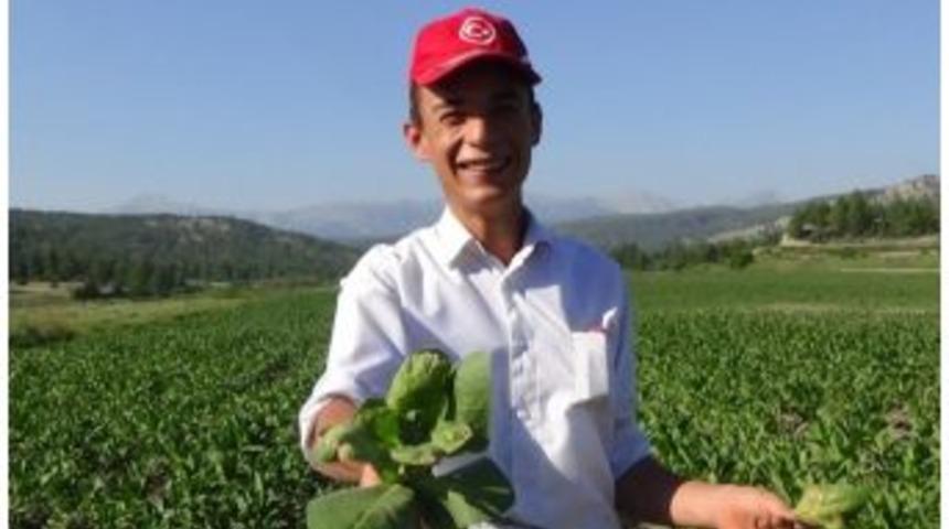 Kale&rsquo;deki T&uuml;t&uuml;n &Uuml;reticilerin &lsquo;mozaik Vir&uuml;s&uuml;&rsquo; &Ccedil;ilesi