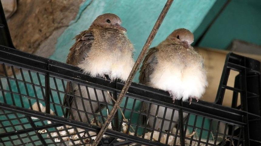 (&ouml;zel Haber) Hizan Esnafının &lsquo;kumru&rsquo; N&ouml;beti