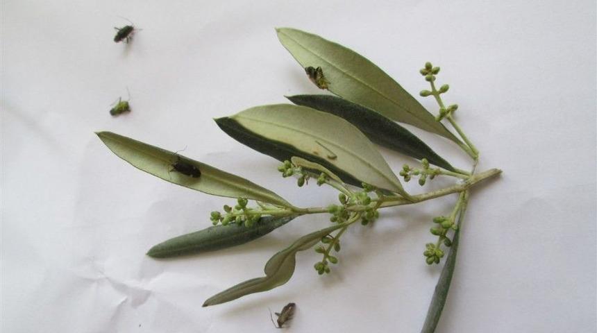 Zeytin &Uuml;reticilerine Zararlı B&ouml;ceklere Karşı İla&ccedil;lama Uyarısı