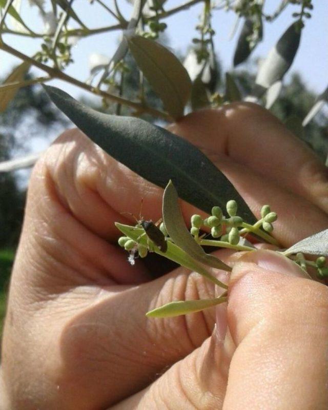 Zeytin Üreticilerine Zararlı Böceklere Karşı İlaçlama Uyarısı