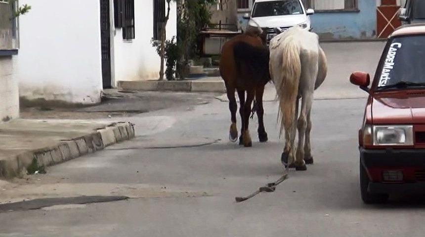 İplerinden Kurtulan Atlar Trafiğe Daldı