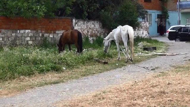 İplerinden Kurtulan Atlar Trafiğe Daldı