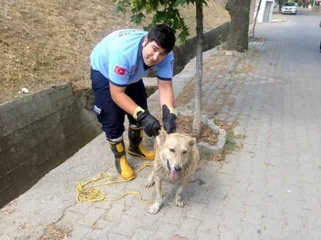 Dere Yatağında Mahsur Kalan Köpek Kurtarıldı