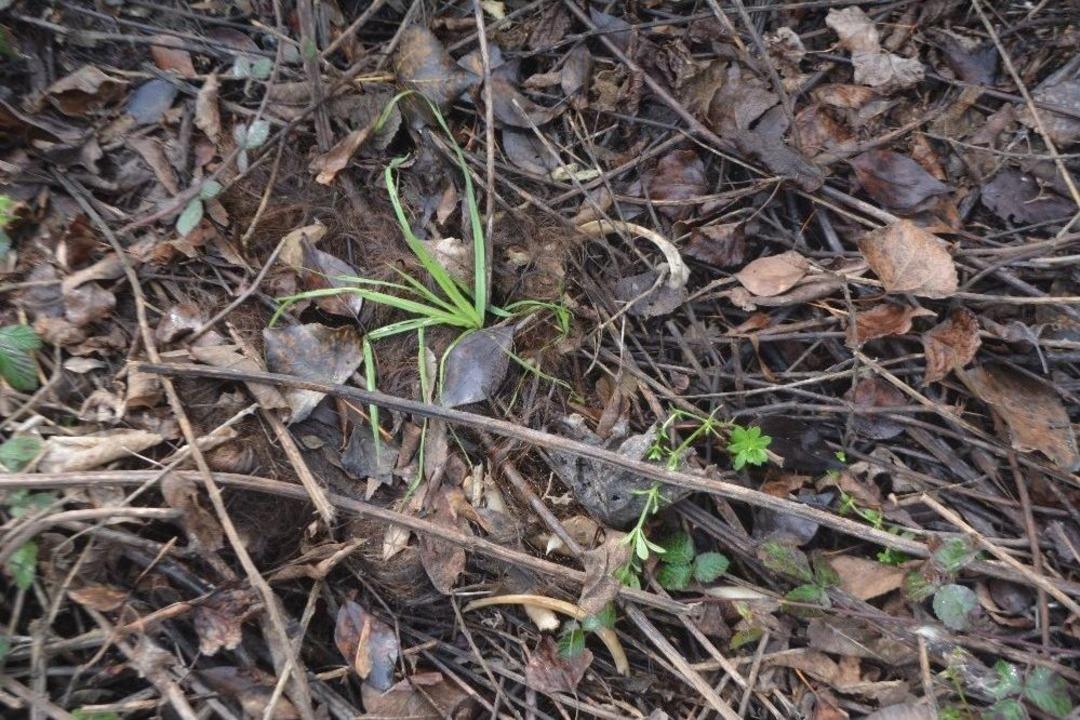 Kayıp Kadının Cesedini Kedi Ve K&ouml;pekler Yemiş