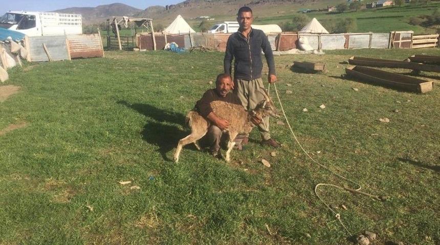 K&ouml;peklerin Saldırısına Uğrayan Dağ Ke&ccedil;isini K&ouml;yl&uuml;ler Kurtardı