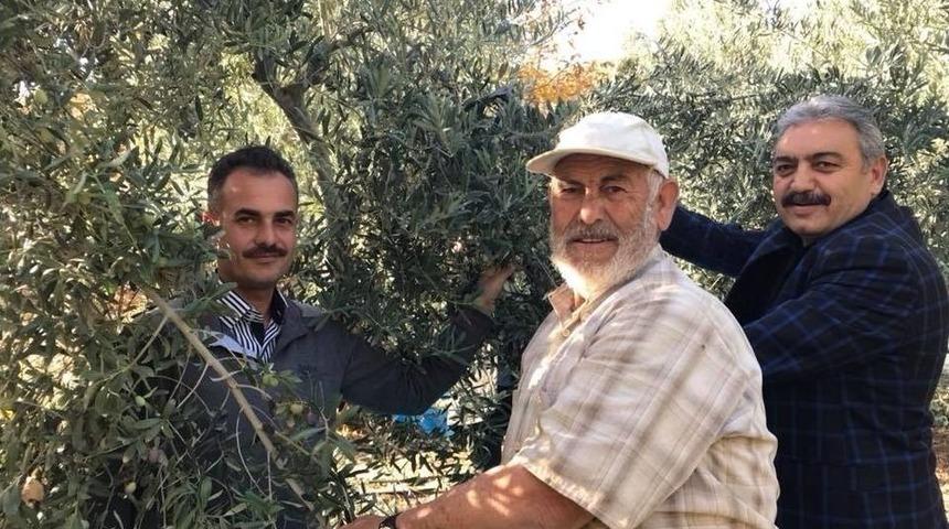Karaman&rsquo;da Zeytin &Uuml;retimi Her Ge&ccedil;en Yıl Artıyor
