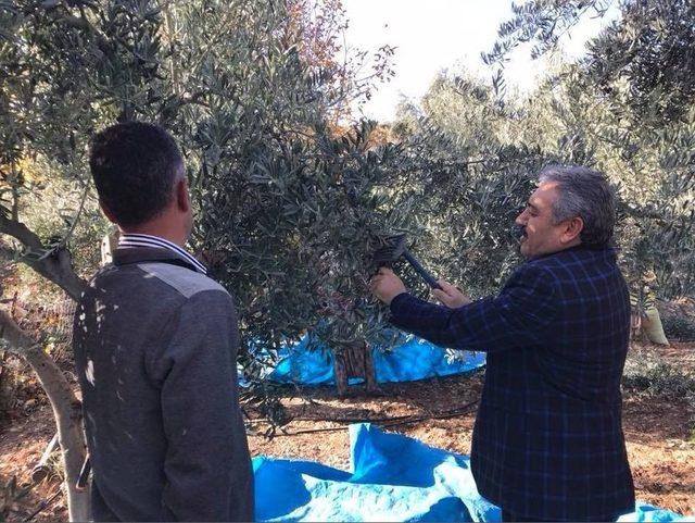 Karaman’da Zeytin Üretimi Her Geçen Yıl Artıyor