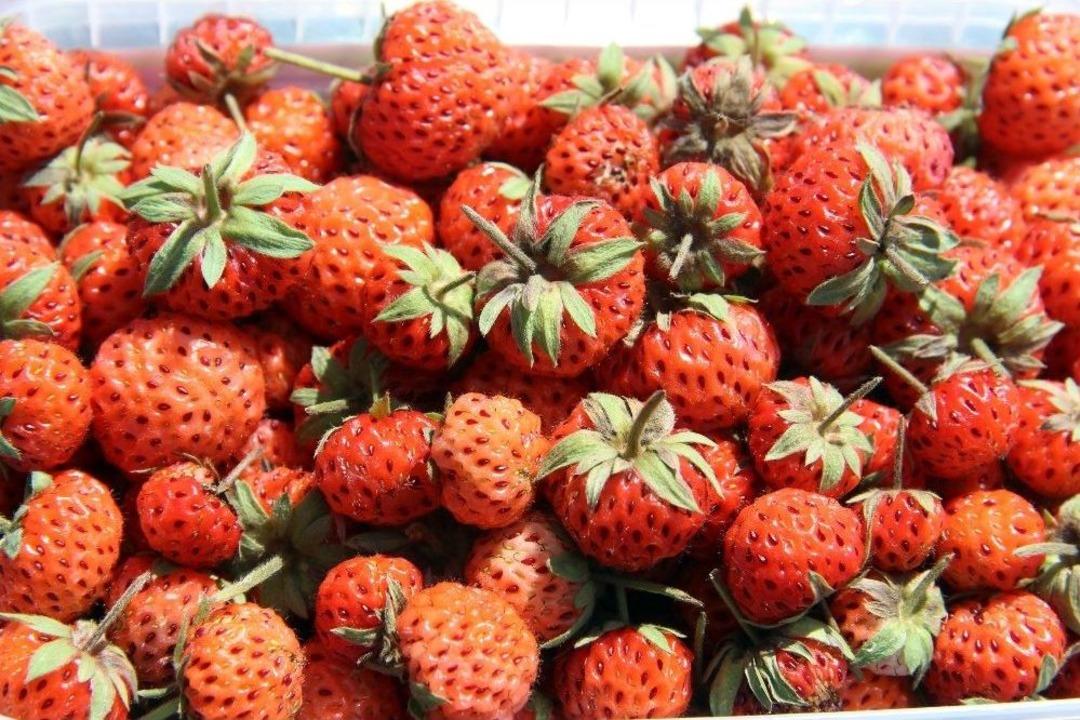 &Uuml;retim D&uuml;şt&uuml;, &Ccedil;ilek Fiyatları U&ccedil;tu