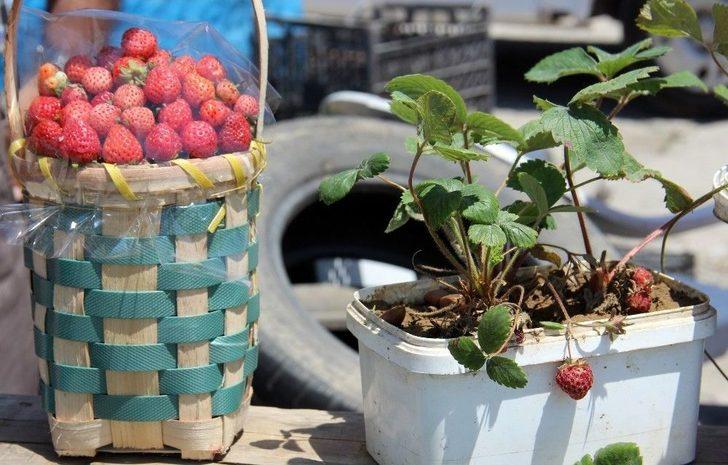 Üretim Düştü, Çilek Fiyatları Uçtu G5