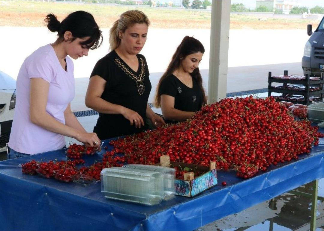 (&ouml;zel Haber) Manisa Kirazı Pazardaki Yerini Aldı