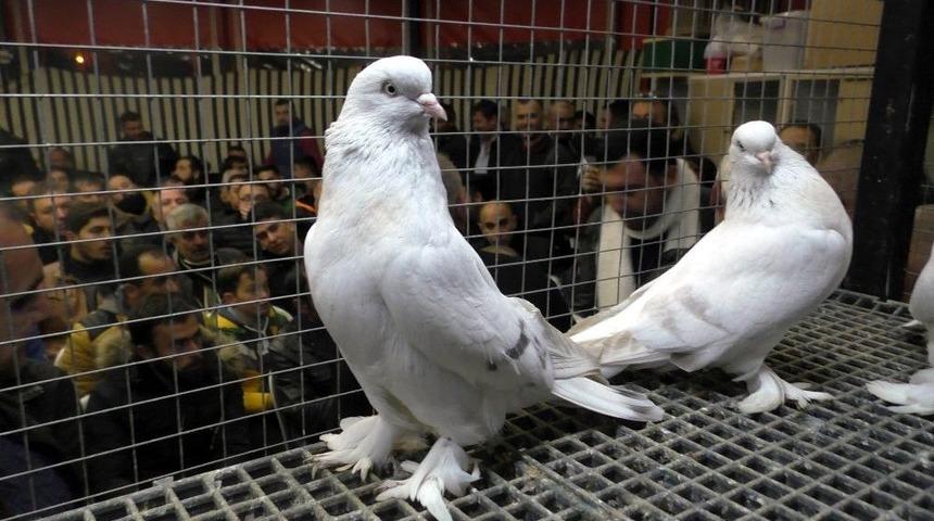 80 Bin Lira Verdiği G&uuml;vercini Satın Alamadı