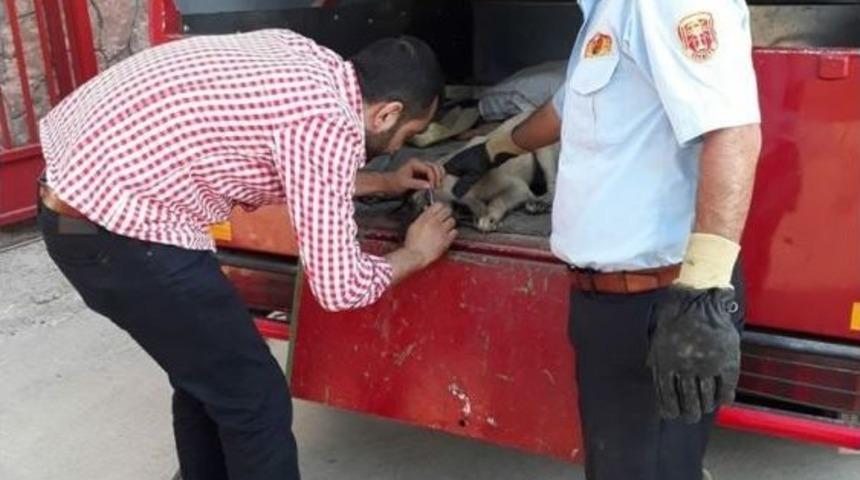 Yaralı K&ouml;pek Tedavi Edildi