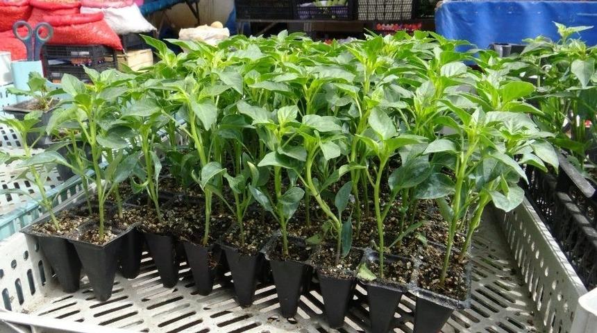 Kars&rsquo;ta Bostan Tohumlara Piyasa &Ccedil;ıktı