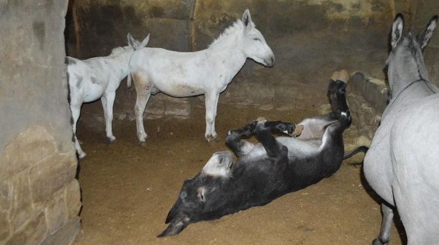 Kadrolu Eşekler Mozart Dinliyor