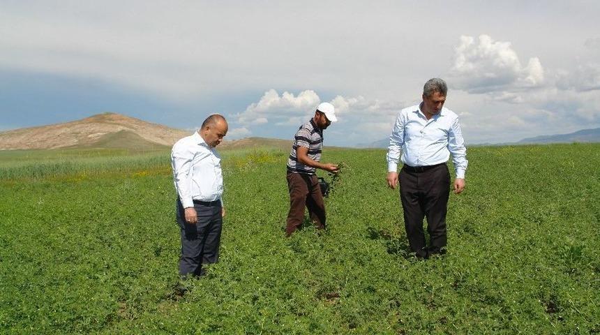 Mehmet&ccedil;iğin Nohut İhtiyacını Sivas Karşılayacak