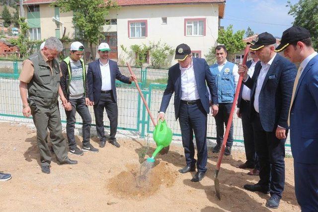 Sarıcakaya’ya Bin Zeytin Fidanı Daha Dikildi